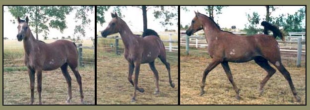 Cearadale Hermaani - Grey Filly